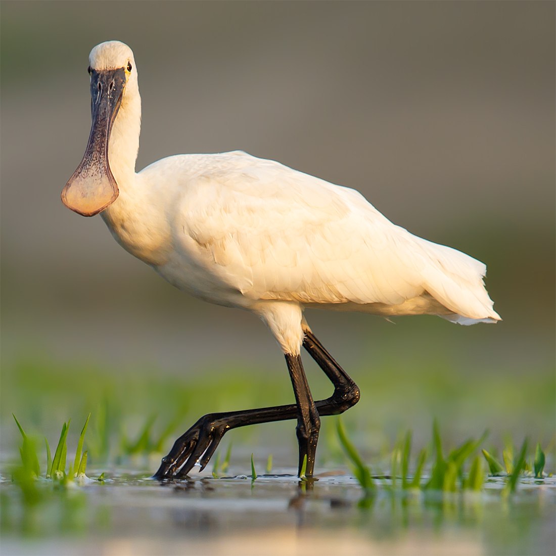 Eurasian Spoonbill