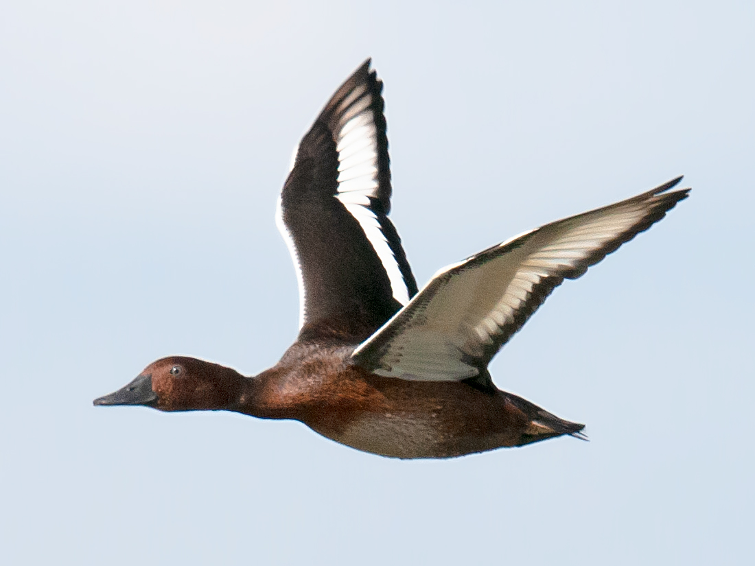 Ferruginous Duck