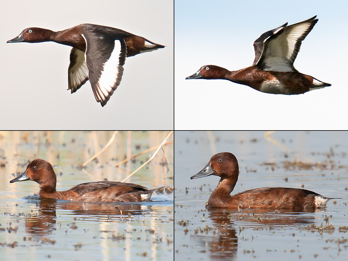 Ferruginous Duck