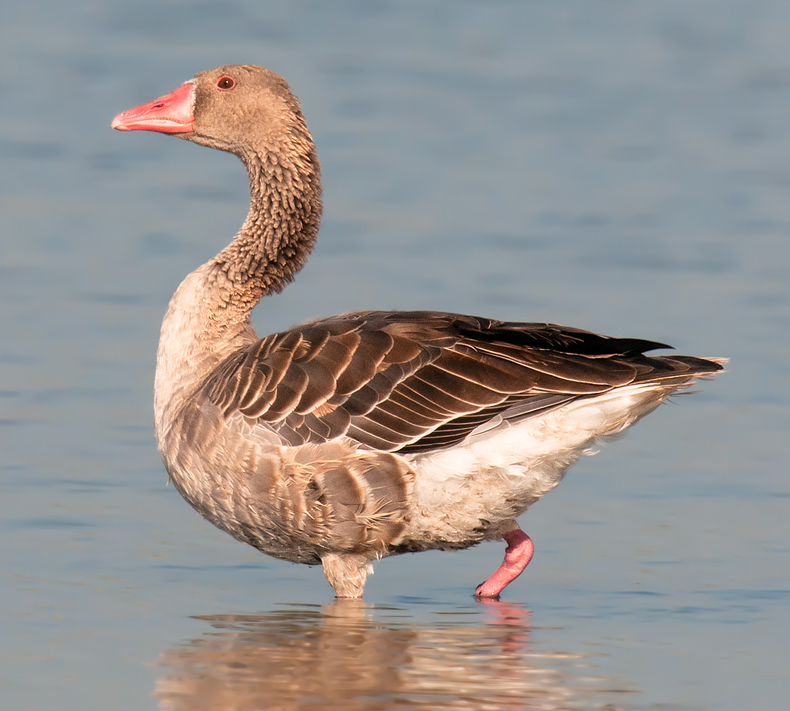 Greylag Goose