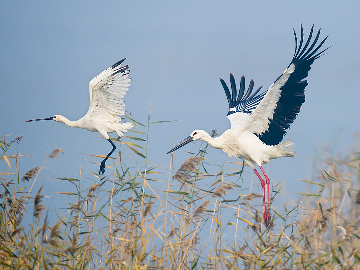 Oriental Stork (R) and Eurasian Spoonbill