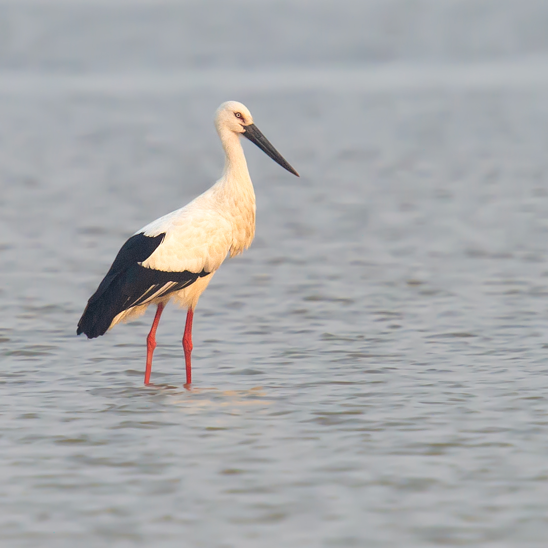 Oriental Stork