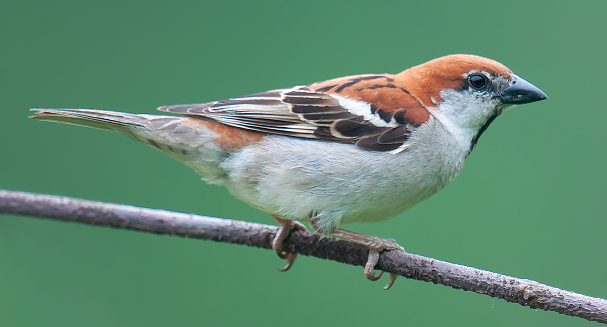 Russet Sparrow