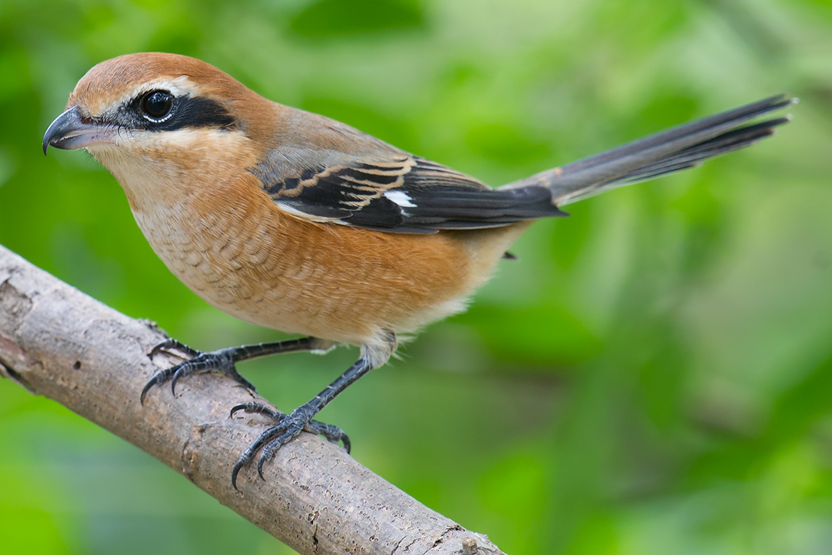 Bull-headed Shrike