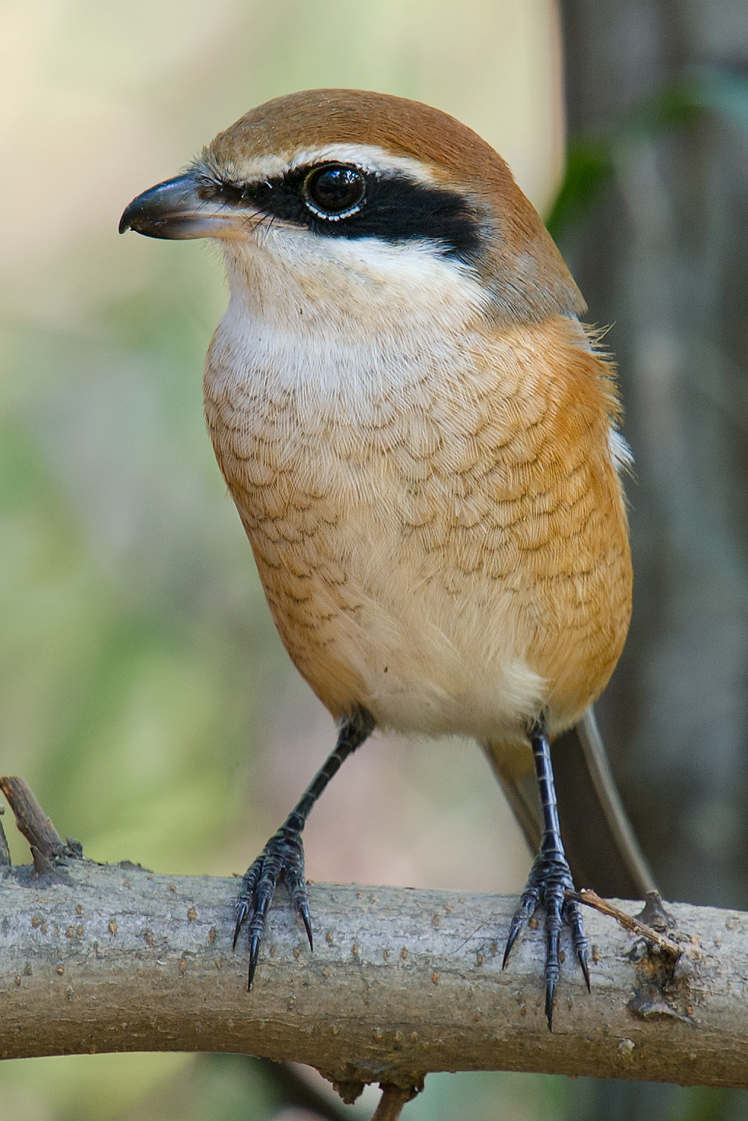 Bull-headed Shrike