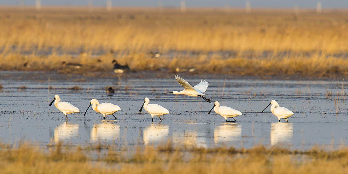 Eurasian Spoonbill