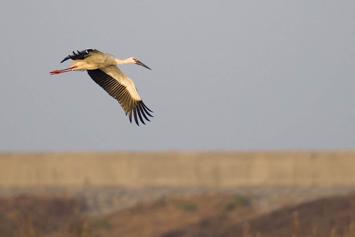 Oriental Stork