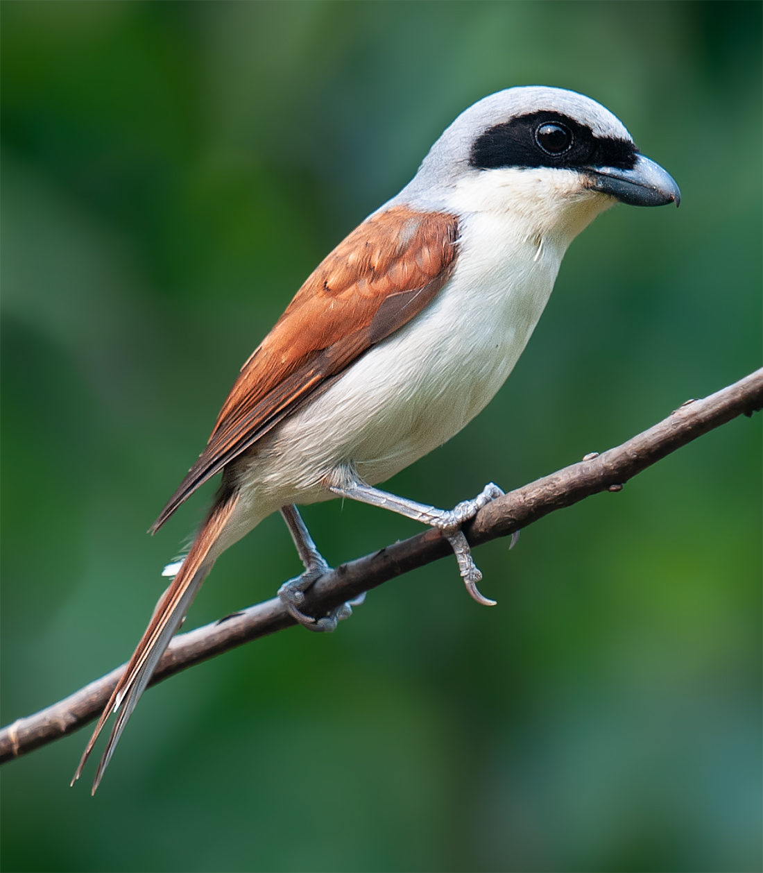 Tiger Shrike