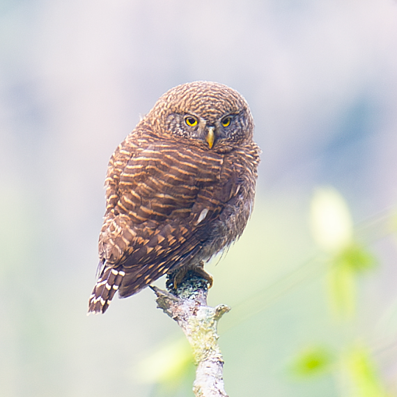 Asian Barred Owlet