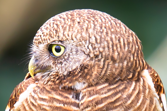 Asian Barred Owlet