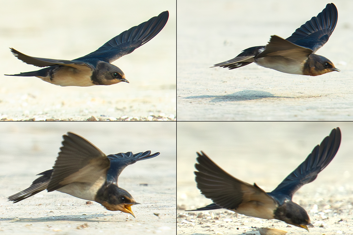 Barn Swallow