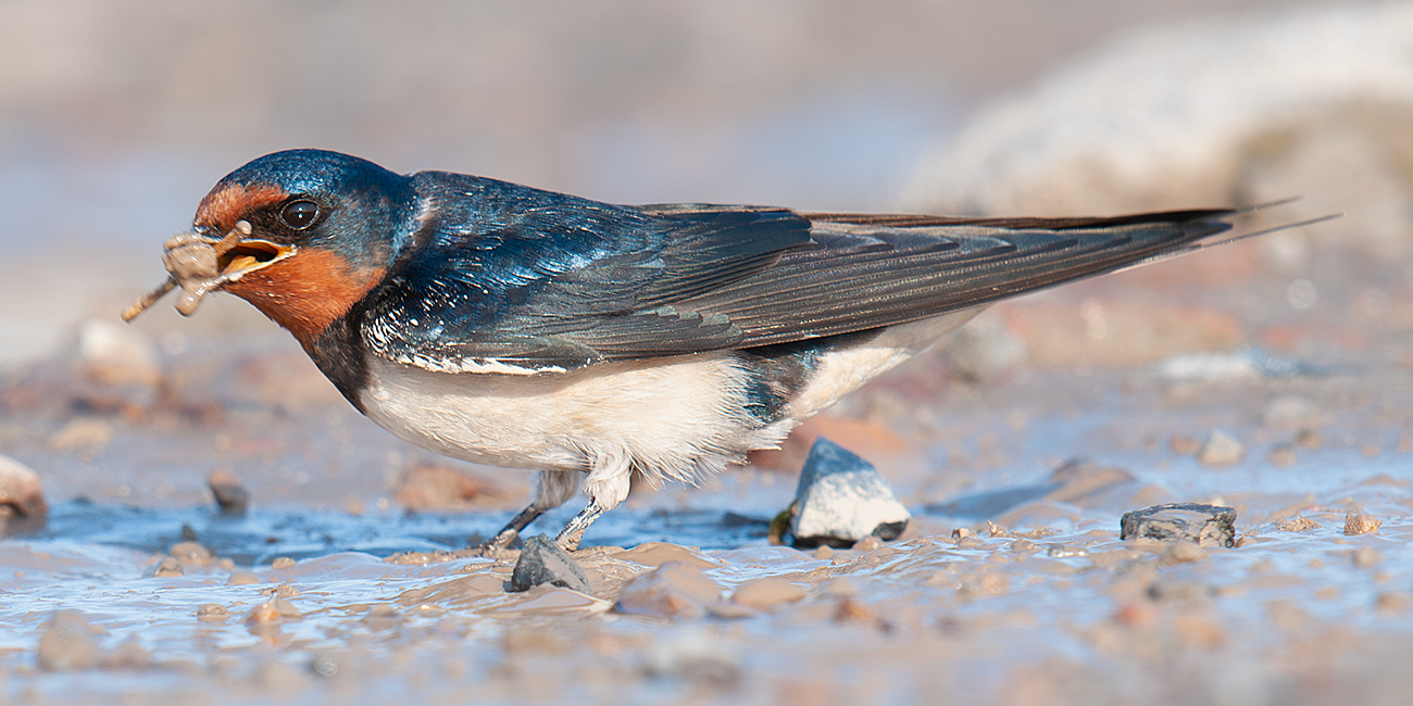 Barn Swallow