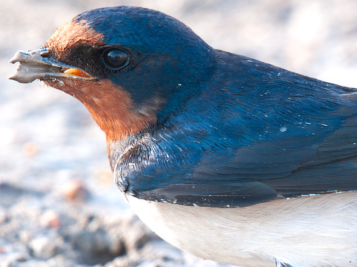 Barn Swallow