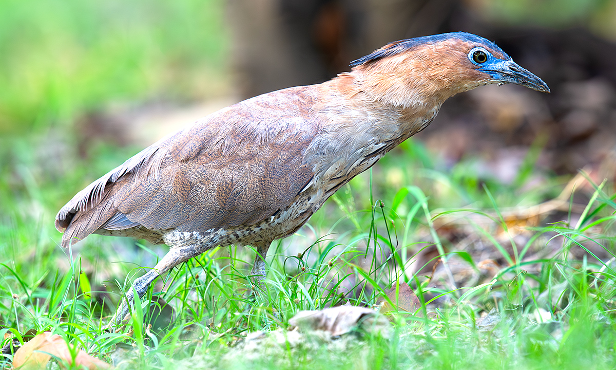 Malayan Night Heron