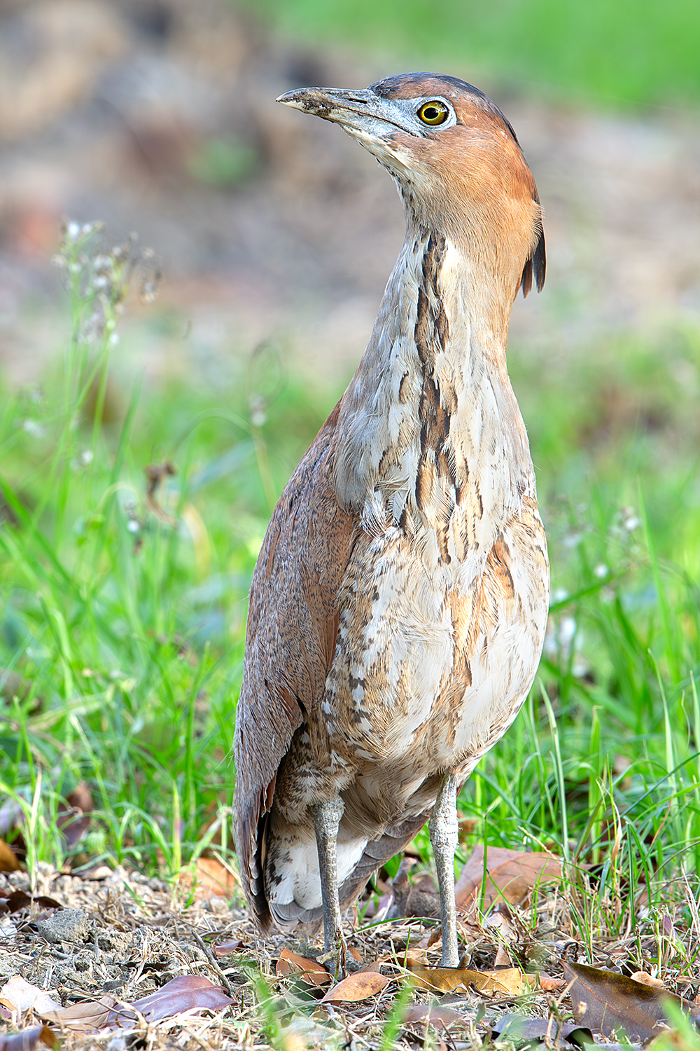 Malayan Night Heron