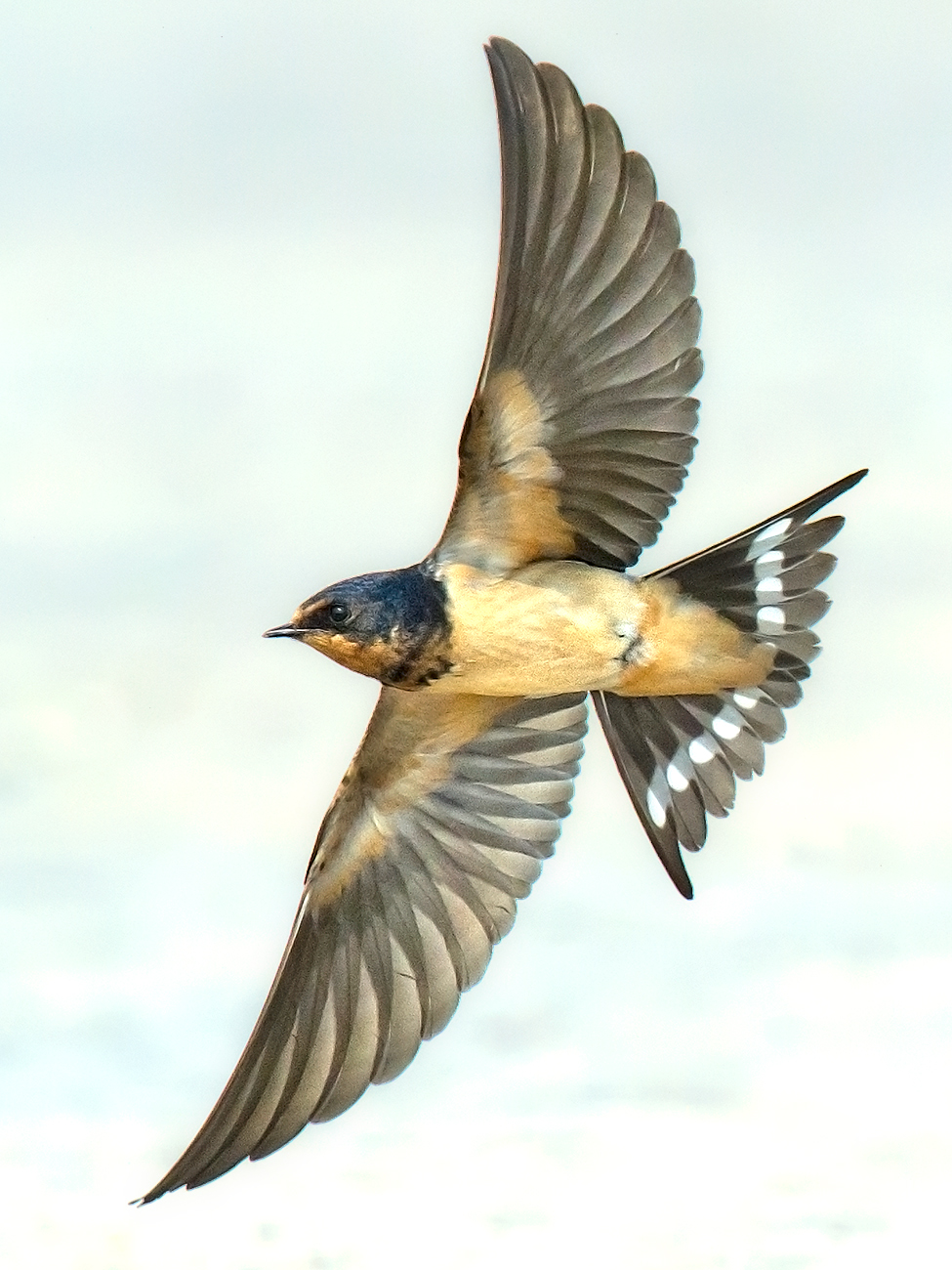 Barn Swallow