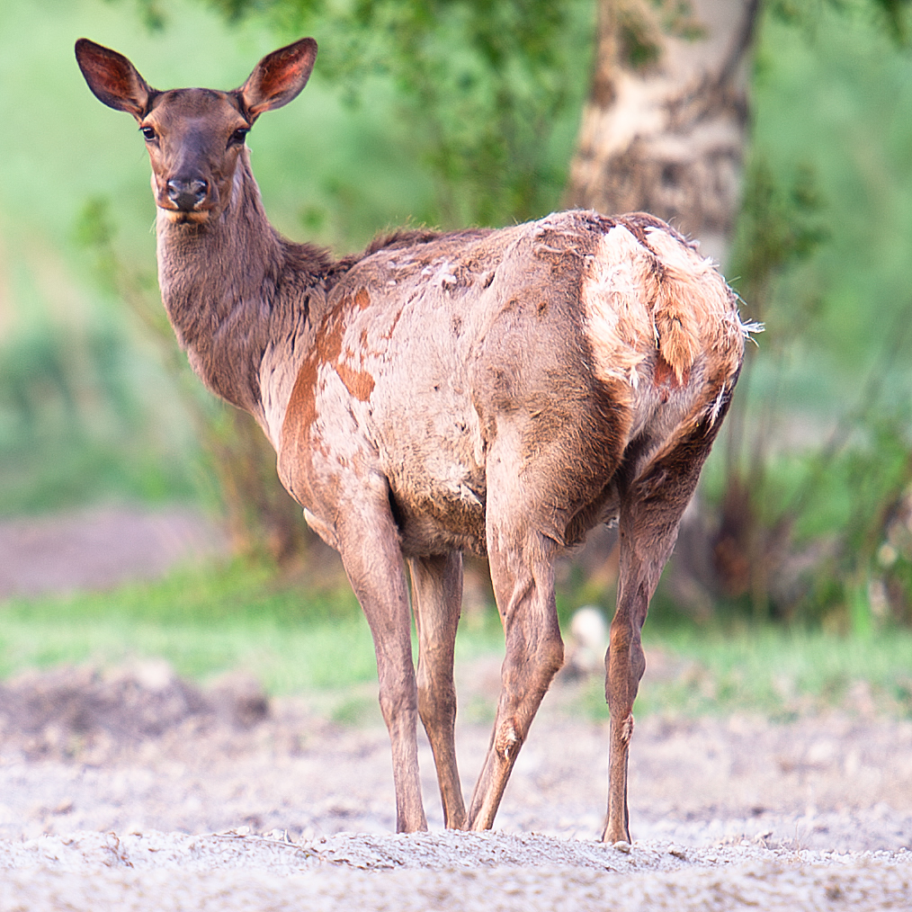 Altai Elk