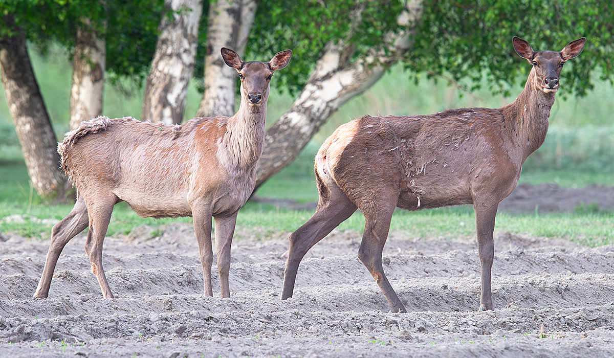 Altai Elk