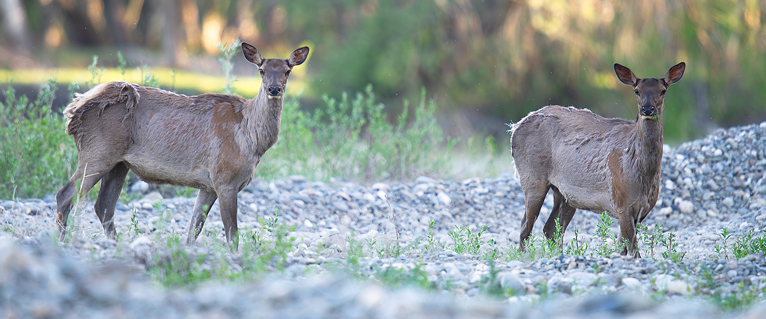 Altai Elk