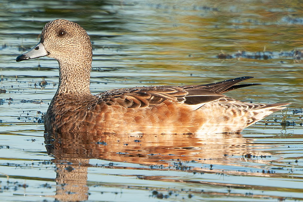 American Wigeon