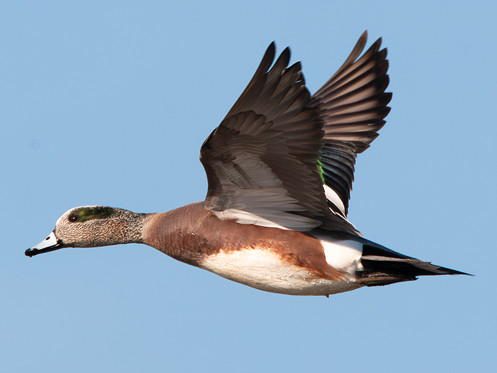 American Wigeon