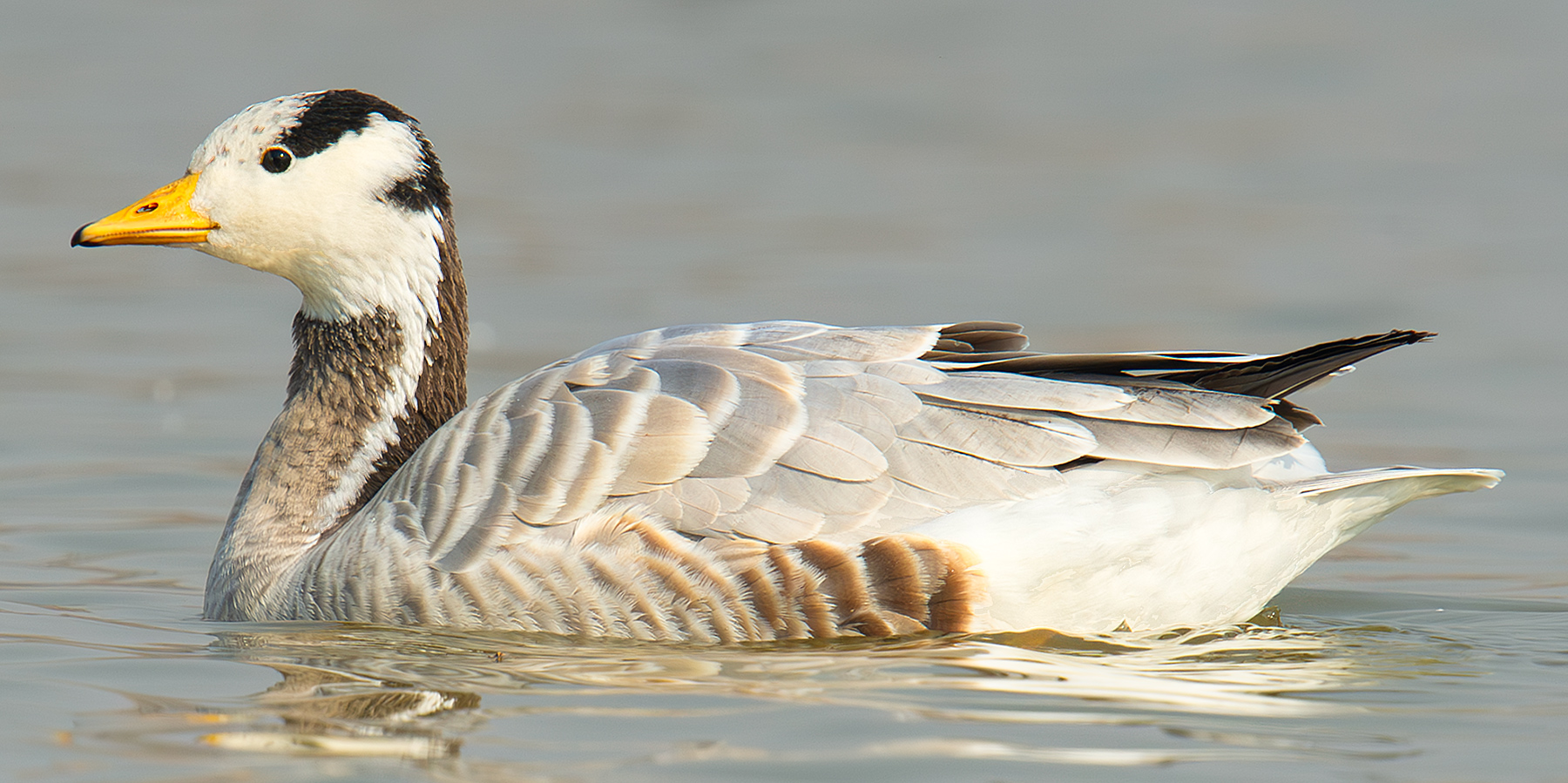 Bar-headed Goose