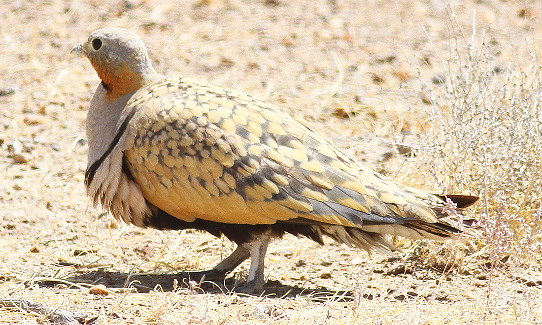 Black-bellied Sandgrouse