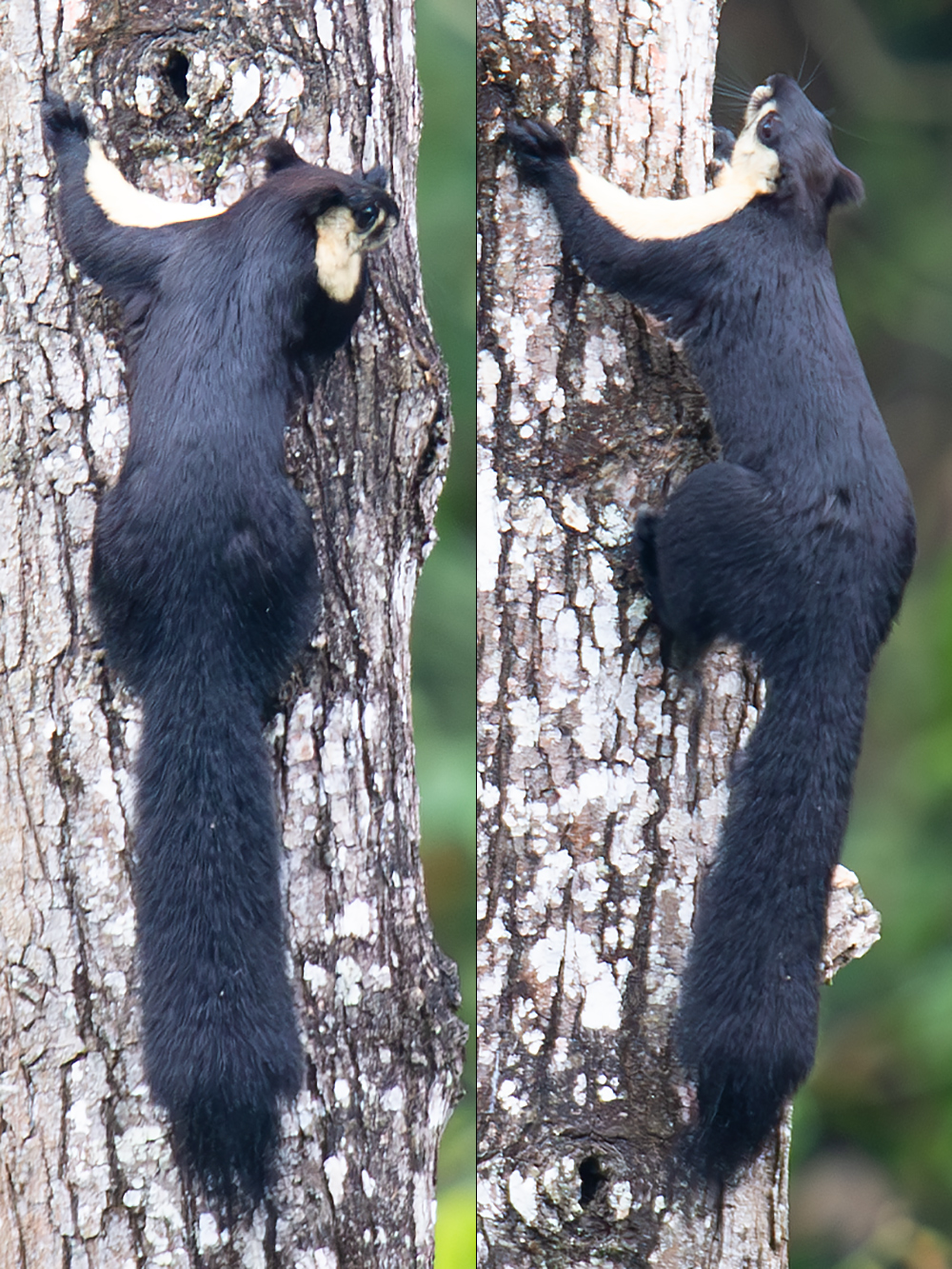 Black Giant Squirrel