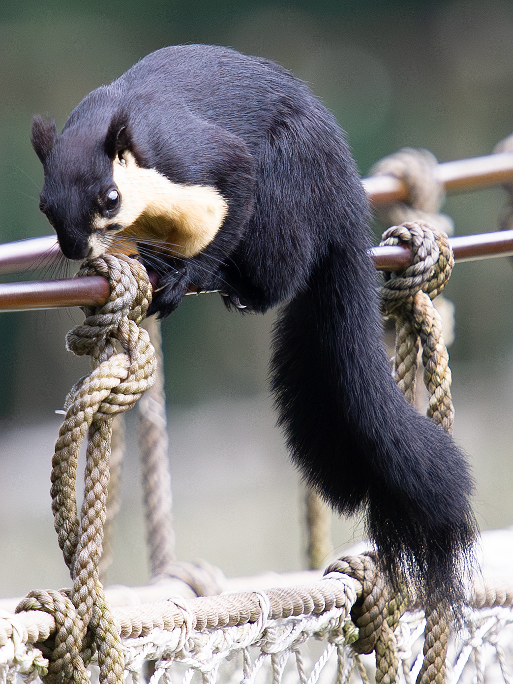 Black Giant Squirrel