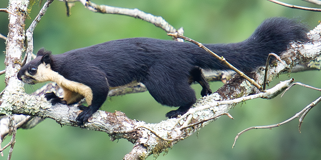 Black Giant Squirrel