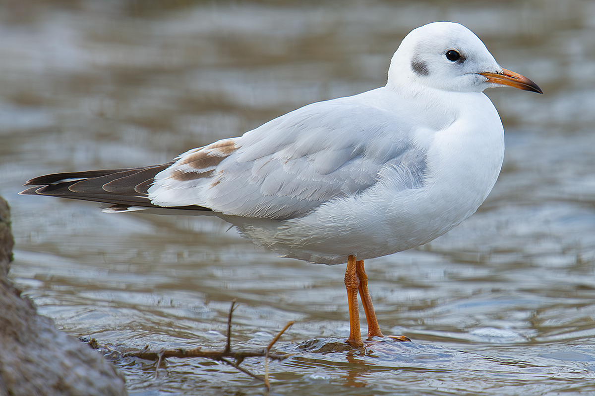 Black-headed Gull