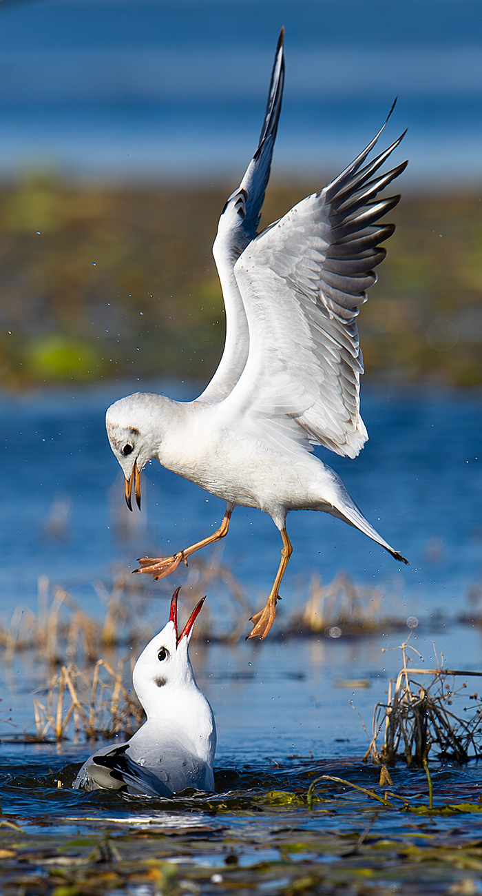 Black-headed Gull