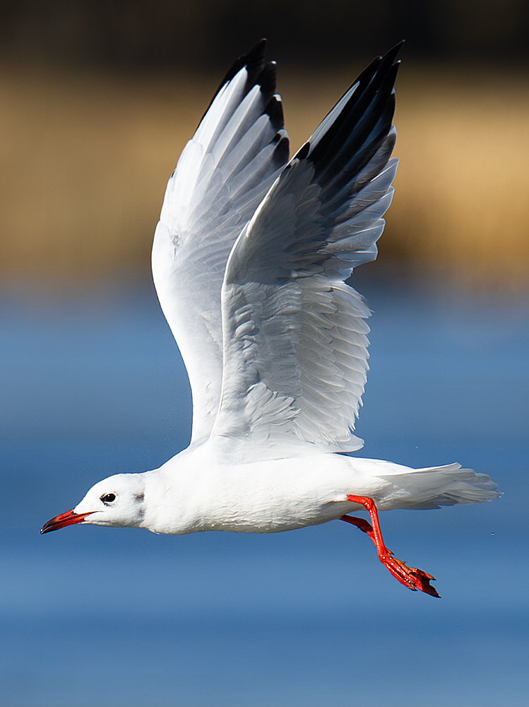 Black-headed Gull