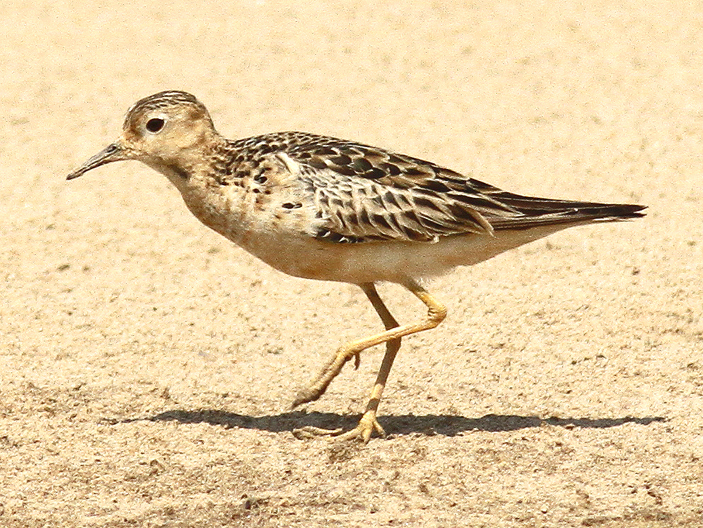 Buff-breasted Sandpiper