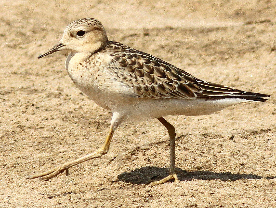 Buff-breasted Sandpiper