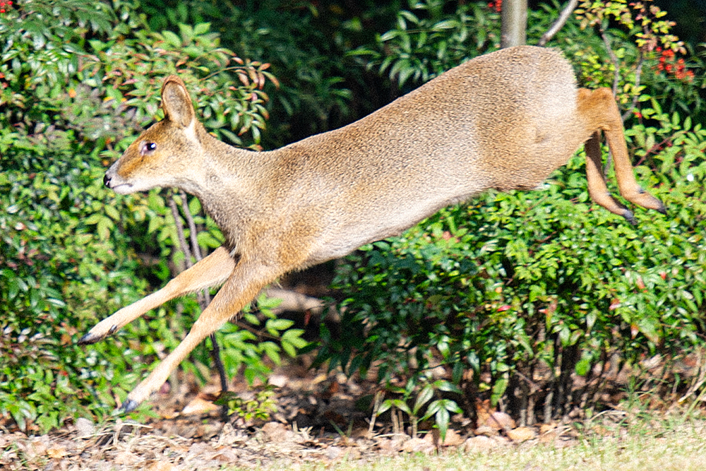 Chinese Water Deer