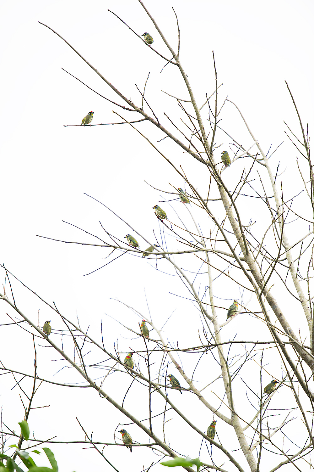 Coppersmith Barbet