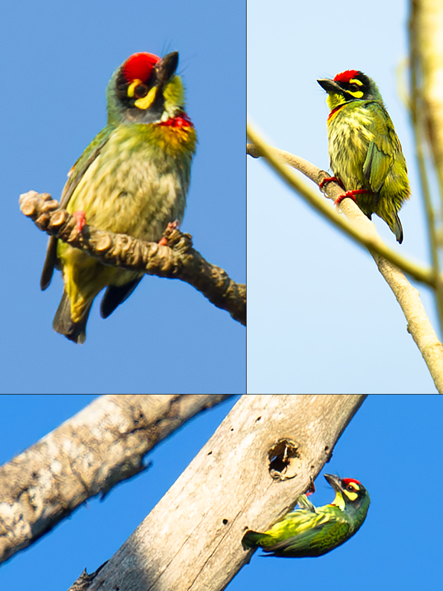 Coppersmith Barbet