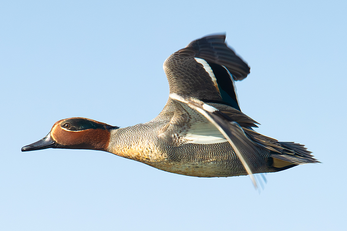 Eurasian Teal