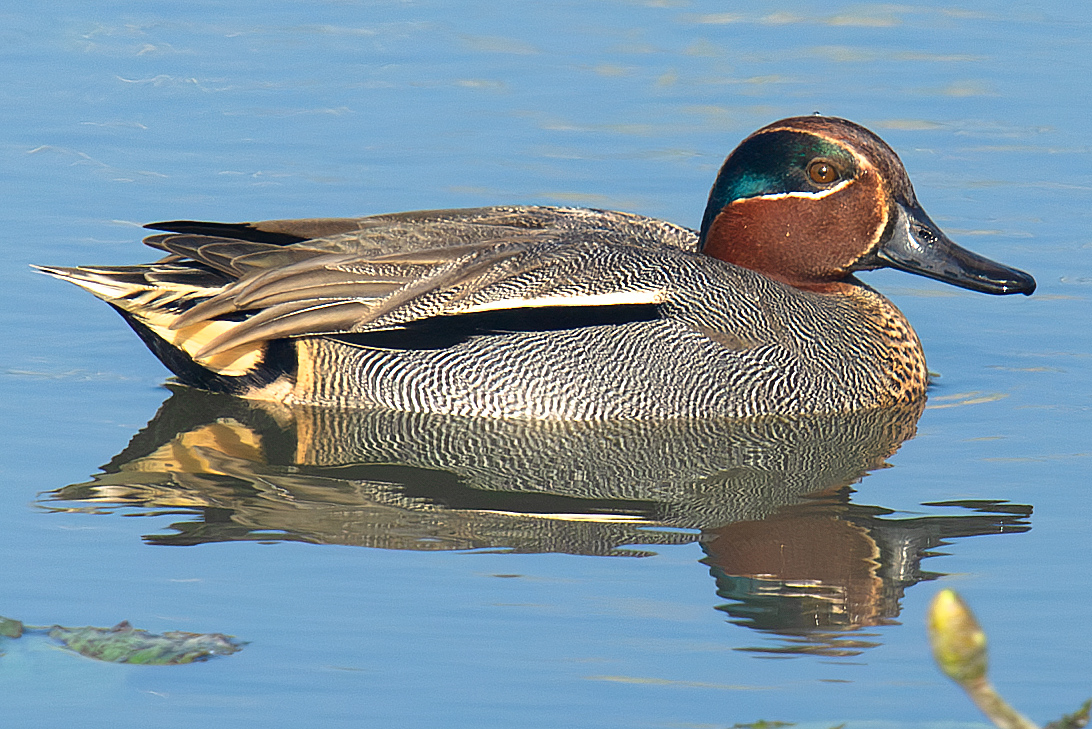 Eurasian Teal