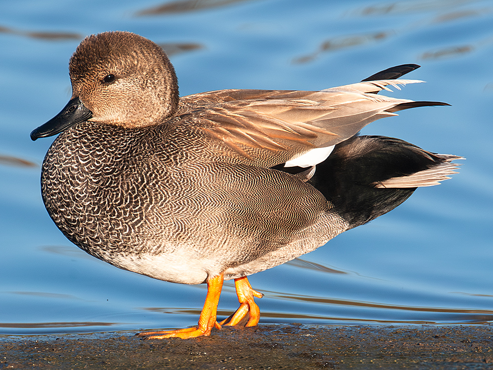 Gadwall