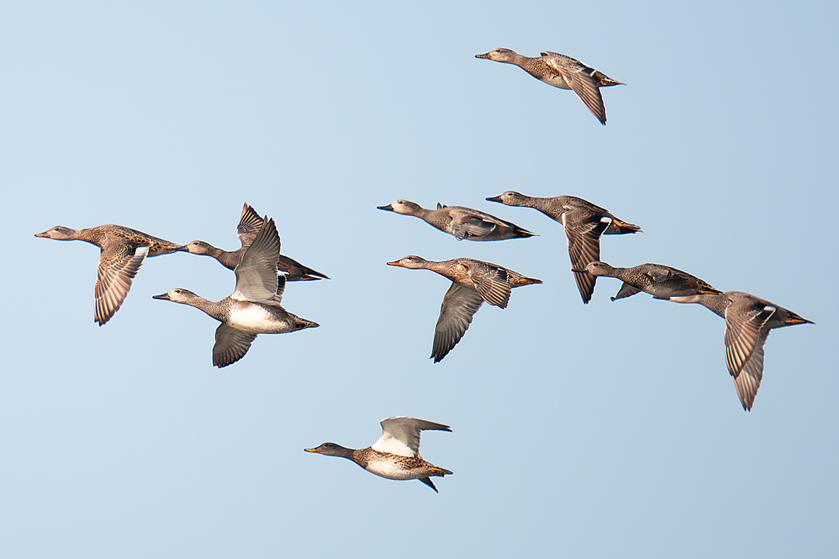 Gadwall