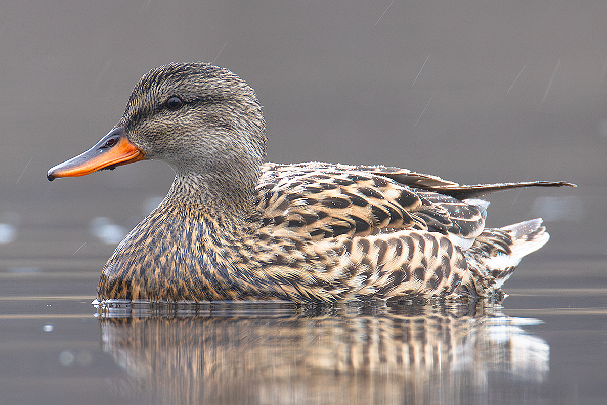 Gadwall