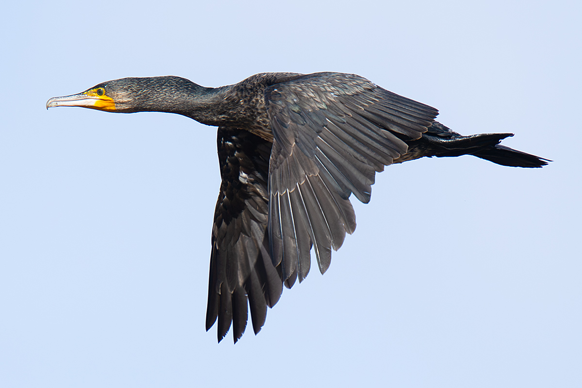 Great Cormorant