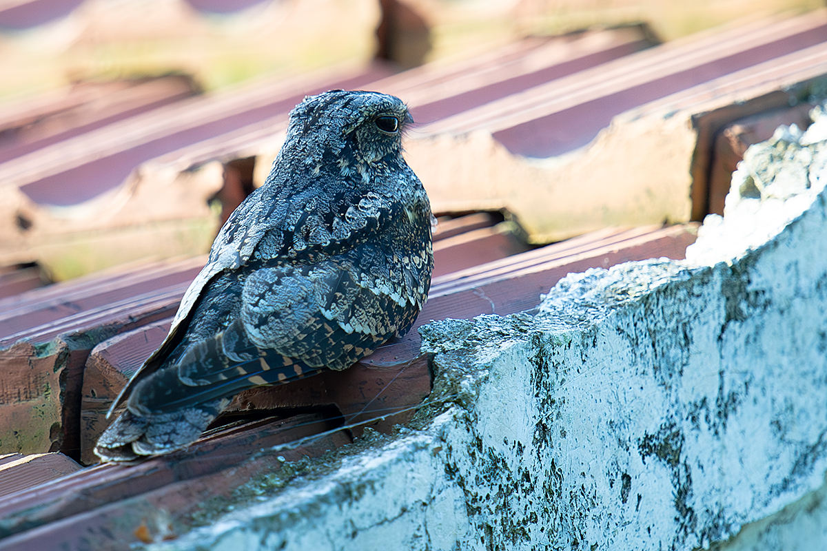 Grey Nightjar