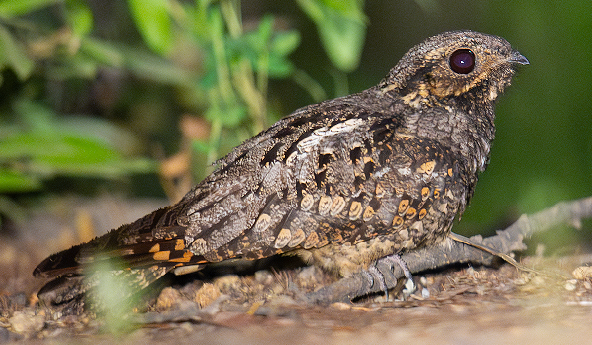 Grey Nightjar