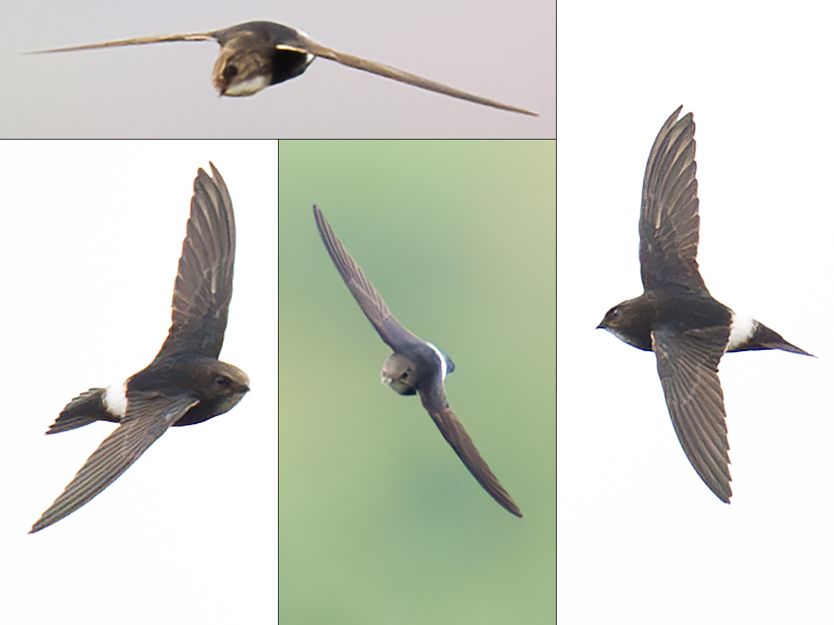 House Swift