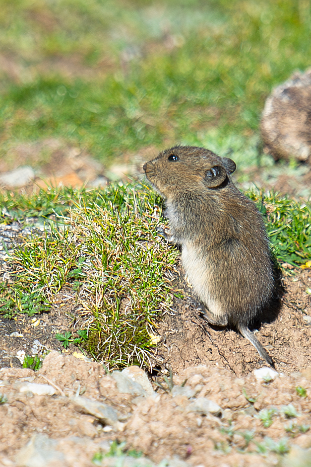 Irene's Mountain Vole