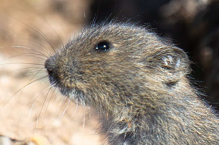 Irene's Mountain Vole