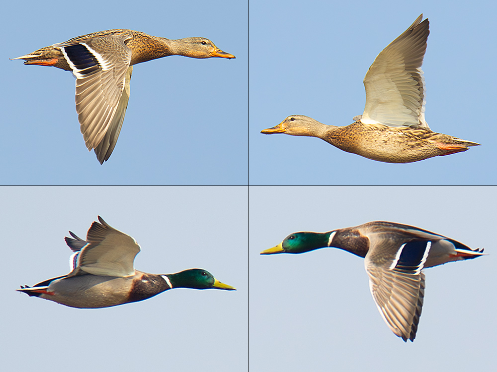 Mallard